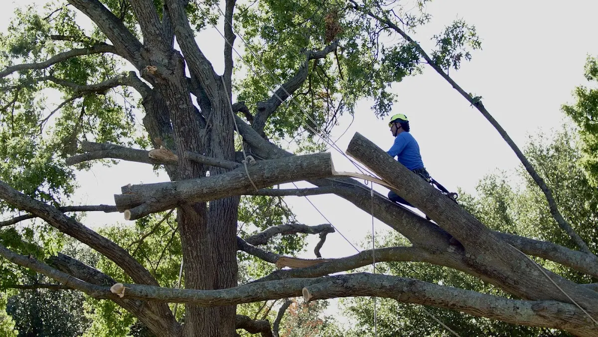 Professional Crown Thinning performed by certified arborists in Kings Mountain